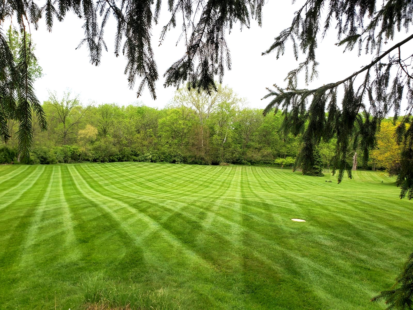 Beautifully striped lawn with trees